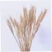HOMSFOU 30 Pcs Decor Natural Dried Flowers Artificial Flower Wheat As Shownx2pcs mediumx2pcs - Buy Online on GoSupps.com