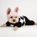 Sebaoyu Plaid Turtleneck Dog Pajamas | Fleece Sweater for Small Dogs | Winter Tiny Dog Clothes | X-Small Black - Buy Online on GoSupps.com