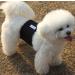 JoyDaog Male Dog Diaper Belly Bands - Reusable 3 Pack (Size M 13-16 Waist) - Black | Best Dog Care Solutions - Buy Online on GoSupps.com