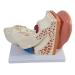 Axis Scientific Human Ear Model - 5X Enlarged 4D Anatomy Model with 3 Parts - Includes Base and Detailed Manual - Buy Online on GoSupps.com