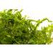 DK Aquatics VESICULARIA LIVE AQUARIUM CHRISTMAS JAVA MOSS 10g-100g (10g) - Buy Online on GoSupps.com