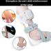 SFKLYU Foot Drop Brace | Ankle Foot Orthosis Support for Men & Women | Heel Spur & Postoperative Recovery - Buy Online on GoSupps.com