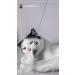 Premium Catslang Cat Toys | Natural Leather & Springs | 4-Piece Set for Cats | Handmade in Germany - Buy Online on GoSupps.com