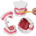 Teeth Model Toothbrushes - Dental Teaching Tool Kit | 120 Open & Clear View for Effective Learning - Buy Online on GoSupps.com