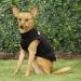 DroolingDog Security Pattern Dog T-Shirt for Small Dogs - Black Large (8.8-13.2lb) - Buy Online on GoSupps.com