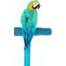 Sweet Feet and Beak Comfort Grip Safety Perch for Bird Cages - Patented Pumice Perch for Birds to Keep Nails and Beaks in Top Condition - Safe Easy to Install Bird Cage Accessories X-Large 13.5" Blue