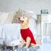 Mihachi Turtleneck Dog Jumper - Large Red Cable Knit Sweater with Leash Hole - Buy Online on GoSupps.com