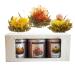 The Exotic Teapot - Flowering Tea Selection Box 3 Sampler Tins of Blooming Tea Jasmine Flower Tea Balls