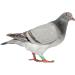 BESPORTBLE 400 Pcs Pigeon Foot Ring Chicken Saddle Birds Bird Training Tool Bird Clip on Leg Ring Pet Plastic 1X0.5cmx2pcs Colorfulx2pcs - Buy Online on GoSupps.com