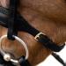 HORZE Lester Dressage Snaffle Bridle with Reins - Black Horse | Quality Equestrian Gear - Buy Online on GoSupps.com