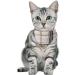 Faleela Breakaway Cat Collar with Bells - 2 Pack | Beige Bow + Bandana | Adjustable for Cats & Small Dogs - Buy Online on GoSupps.com
