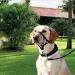 Voarge Dog Muzzle Head Halter Collar for Large Dogs (XXL) | Adjustable & Safety Strap for Easy Control | Small, Medium & Large Breeds - Buy Online on GoSupps.com