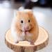 Round Wooden Springboard Parrot Perch Stand Toy - Small Parakeets, Cockatiels, Hamster (6cm) - Buy Online on GoSupps.com