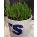 Cat FurNature Rye Cat Grass Seeds (150g) - Natural and Healthy Option for Your Feline Friend - Buy Online on GoSupps.com