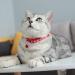 8 PCS Puppy Collars Adjustable Puppy Id Collar Small Whelping Collars Puppies Breakaway Dog Collar Colourful Multipack Cat Collars Reflective Kitten Collar Paw Print Collar with Bell for Small Dog - Buy Online on GoSupps.com