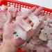 1PC Natural Raw Clear Quartz Cluster White Crystal Stone Specimen Home Decoration Crafts Ornament (Size : 30-50g) - Buy Online on GoSupps.com