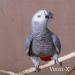 Verm-X Original All Natural Pellets for Caged Birds. SupportsIntestinal Hygiene. Vet Approved.Restores and Maintains Gut Vitality. Wormwood Free Recipe. clear - Buy Online on GoSupps.com