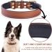 Genuine Leather Padded Dog Collar - Comfortable and Strong Collars for Small, Medium, and Large Breed Dogs - Brown (Medium) - Buy Online on GoSupps.com