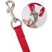 Felenny Bird Dishes & Leash - Adjustable Outdoor Accessories for Scarlet Macaw Sun Conure and Nymphensittich - Anti-Bite Protection (Large Red) - Buy Online on GoSupps.com