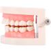 Teeth Model PVC Dental Teaching Aid - Ideal for Kids' Oral Hygiene Demonstration & Study - Buy Online on GoSupps.com