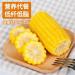 Delicious yellow glutinous corn stick sweet corn fresh corn vegetable snacks nutritious breakfast Coarse grains cereal Dim sum dessert sweets Chinese snack gift pack convenience food (8 bags) - Buy Online on GoSupps.com