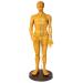 PHFFDD 50cm Meridian Male and Female Human Body Model Traditional Chinese Medicine Acupoint Model Acupuncture Practice Acupoint Positioning Yellow