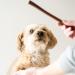 Purely Paws All-Natural Beef Esophagus Sticks - Safe Fully Digestible High-Reward Dog Chew Sticks - Rawhide Free - (6" 5 Count) 6" (5 Pack) - Buy Online on GoSupps.com
