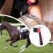 Horse Hoof Pick Brush with Handle Hoofpick Brush Sturdy Horses Hoof Cleaner for Horses Donkey and Goat (Random Colour) - Buy Online on GoSupps.com