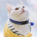 Adjustable Latrate Cat Necklace - Anti-Strangulation Collar with 2 Address Supporters for Kittens & Puppies - Available in Blue & Black - Buy Online on GoSupps.com