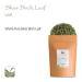 Buy Birch Leaf Silver Tea - Premium Birch Bark & Leaf Tea 100g - International Shipping Available - Buy Online on GoSupps.com