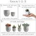 Altman Plants Assorted Cactus Collection - 2.5 Inch 4 Pack - Buy Online on GoSupps.com