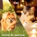 Copper Bell for Small Pet Collar 0.7 inch Bell for Cats and Little Dogs Collar Bell TrackerNoise NOT Loud Come with Silver Pet Anti-Lost ID Pendant Tags (2Set) - Buy Online on GoSupps.com