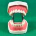DYTAH Dental Teeth Model Study Adult Standard Demonstration Teeth Model Removable 28 Teeth Tooth Shape