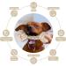 4-Piece Cotton Rope Dog Toy Set | Chew Toys for Small & Medium Dogs | Dental Care Puppy Toys with Knot Ball - Buy Online on GoSupps.com
