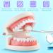 High-Quality Dental Model & Denture Demonstration Kit for Adults & Children | Includes 2 Toothbrushes | Ideal for Teaching & Learning - Buy Online on GoSupps.com
