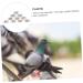 Sosoport 100 Pcs Pigeon Anklet Chicken Drumsticks Dove Lovebird Pigeons Identification Ring Charm Xuan Feng 1.3X1.3CM White - Buy Online on GoSupps.com