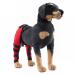 Dog Knee Brace Dog Rear Hind Leg Joint Brace Pet Dog Double Hind Leg Brace Support Belt for Heals Prevents Injuries Sprains Protects Wounds. C Medium