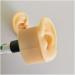 Silicone Ear Model for Acupuncture - Life Size Human Ear Model Lifelike Artificial Ear Model for Science Class Teaching Display Studs Earring Display Props - Buy Online on GoSupps.com