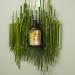 Body Mist Lush Forest - Buy Online on GoSupps.com
