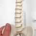 3B Scientific A18/21 Mini Human Spinal Column Model "Flexible" on Base 17.3-Inch Height - Buy Online on GoSupps.com