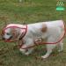 Buy Ssang Waterproof Dog Raincoat Poncho - Windproof & Adjustable Hooded Coat for Small to Medium Dogs & Cats (Red M) - Perfect for Rainy Days - Buy Online on GoSupps.com