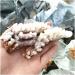 Rare Natural Raw Quartz Crystal Cluster Stones Crystal Point Specimen Home Decoration Raw Crystals Beautiful Gift (Size : 40-70g) - Buy Online on GoSupps.com