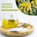 Mullein Leaf Tea - Respiratory and Lung Cleanse Herbal Tea | 40 Tea Bags, Caffeine-Free - Buy Online on GoSupps.com