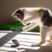 18-Piece Cat Toy Set | Plush Mouse Cat Mint Interactive Toys for Kittens & Cats - Buy Online on GoSupps.com