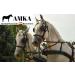 AMKA Driving Bridle for Harness - Head Frame with Blinkers & Chain Browband | Thoroughbred Equestrian Gear - Buy Online on GoSupps.com