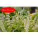Eder Gew rze - ORGANIC - Basil - 1 kg - Buy Online on GoSupps.com
