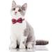 TagME Red Cat Collar with Name & Phone Number | Safety Clasp & Bell | Kitten Collar (1 Pack) - Buy Online on GoSupps.com