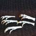 Wixine Fox Feet Articulated Bones Claws | Taxidermy Art Supplies - Buy Online on GoSupps.com