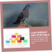 Sosoport 500 Pcs Pigeon Anklet Parrot Bird Chicken Id Bands Numbered Bands Label Meat Pigeon Abs 1.3X1.2X0.7CMx5pcs Colorfulx5pcs - Buy Online on GoSupps.com