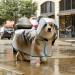 Buy Blue Dog Rain Jacket | Waterproof Raincoat for Small & Large Dogs - Durable & Stylish - Buy Online on GoSupps.com